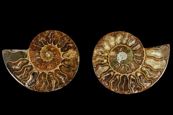 Agatized Ammonite Fossil - Crystal Filled Chambers #145934